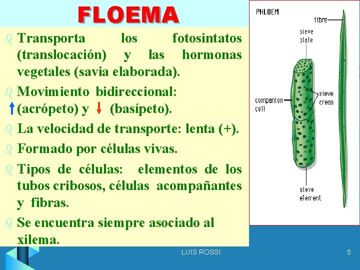 FLOEMA Transporta los fotosintatos (translocación) y las hormonas vegetales (savia elaborada). b Movimiento bidireccional: