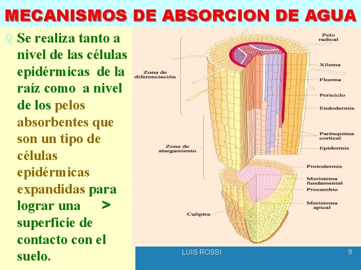 MECANISMOS DE ABSORCION DE AGUA b Se realiza tanto a nivel de las células