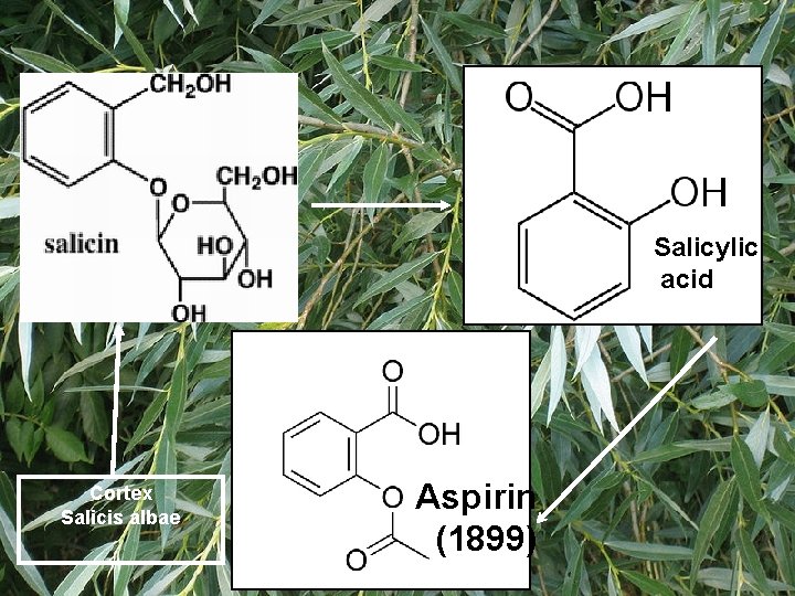 Salicylic acid Cortex Salicis albae Aspirin (1899) Salicylic acid Cortex Salicis albae Aspirin (1899)
