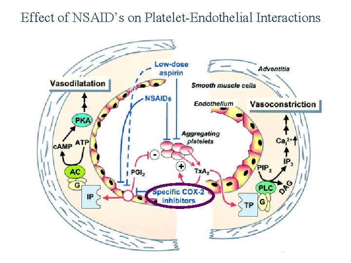 Effect of NSAID’s on Platelet-Endothelial Interactions Effect of NSAID’s on Platelet-Endothelial Interactions