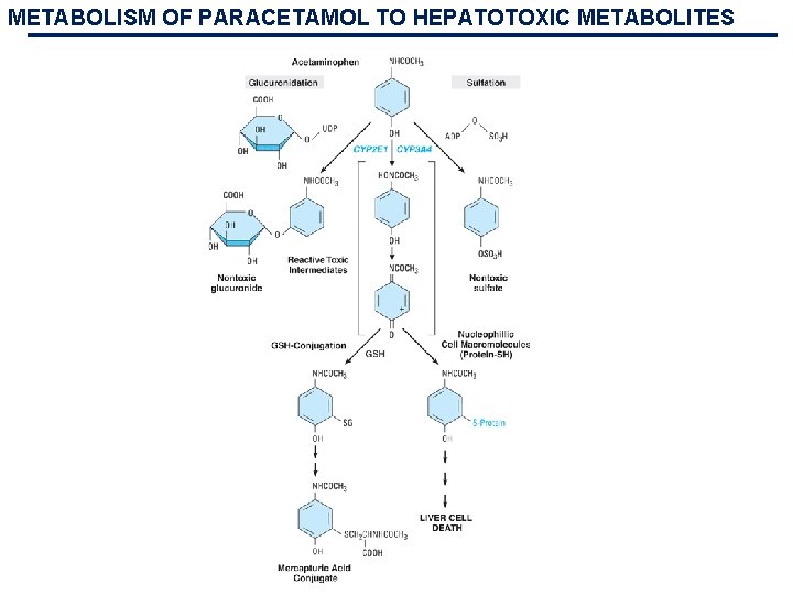 METABOLISM OF PARACETAMOL TO HEPATOTOXIC METABOLITES METABOLISM OF PARACETAMOL TO HEPATOTOXIC METABOLITES