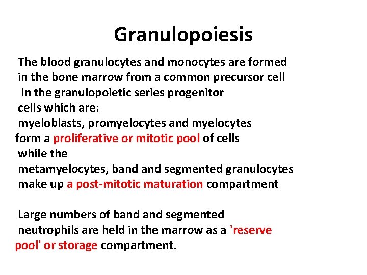 Granulopoiesis The blood granulocytes and monocytes are formed in the bone marrow from a Granulopoiesis The blood granulocytes and monocytes are formed in the bone marrow from a