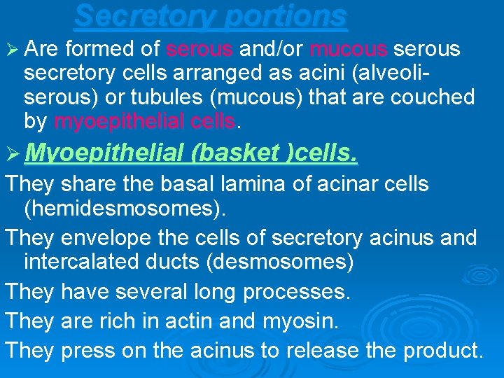 Secretory portions Ø Are formed of serous and/or mucous serous secretory cells arranged as
