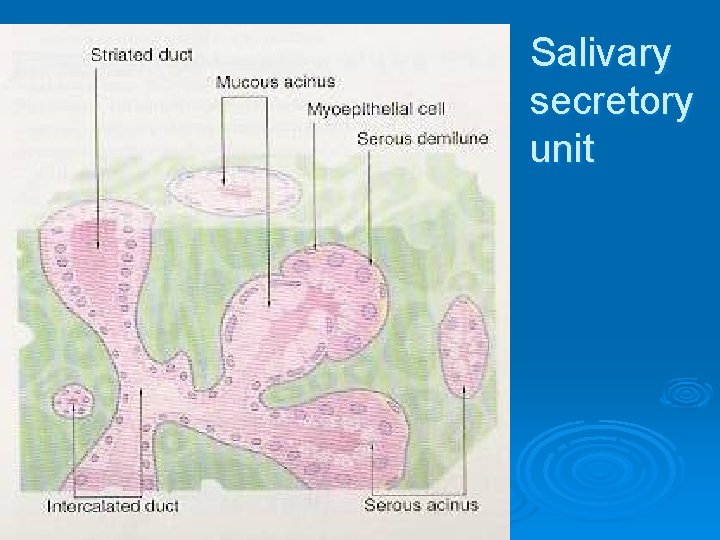 Salivary secretory unit 