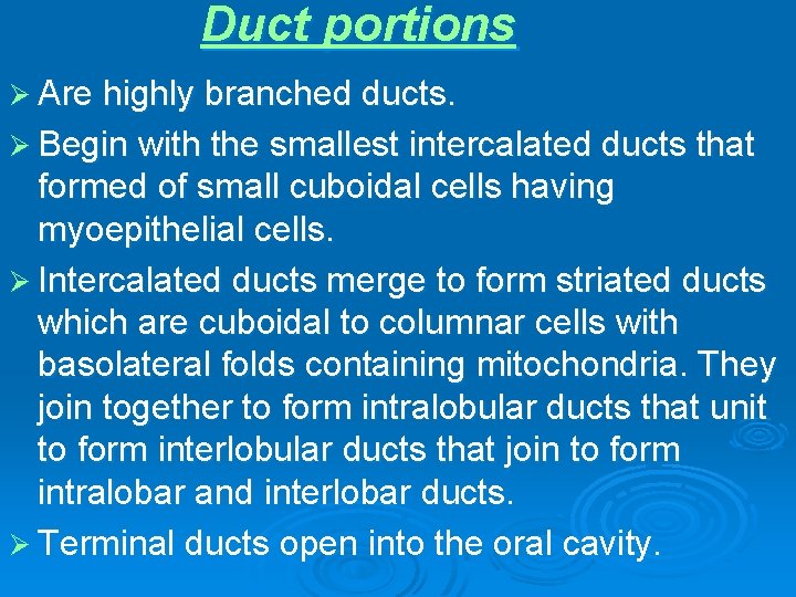 Duct portions Ø Are highly branched ducts. Ø Begin with the smallest intercalated ducts