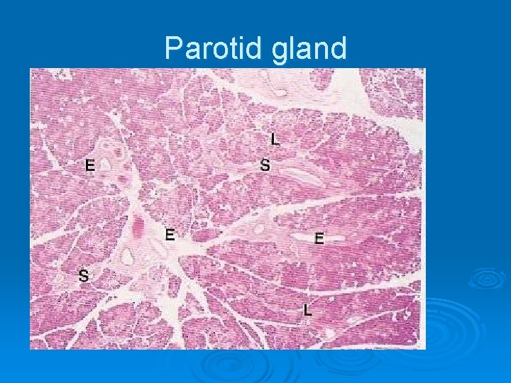 Parotid gland 