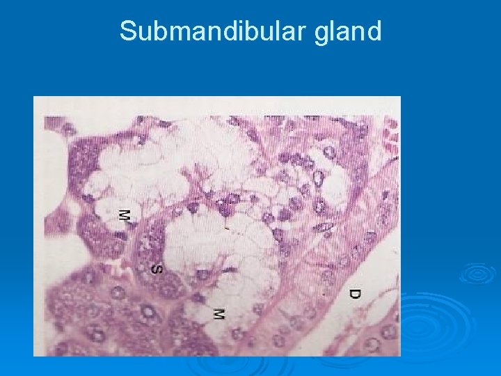 Submandibular gland 