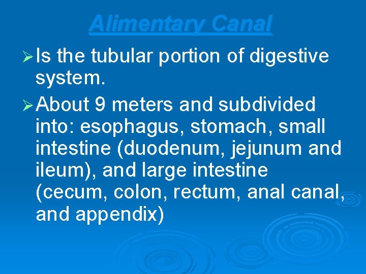 Alimentary Canal Ø Is the tubular portion of digestive system. Ø About 9 meters