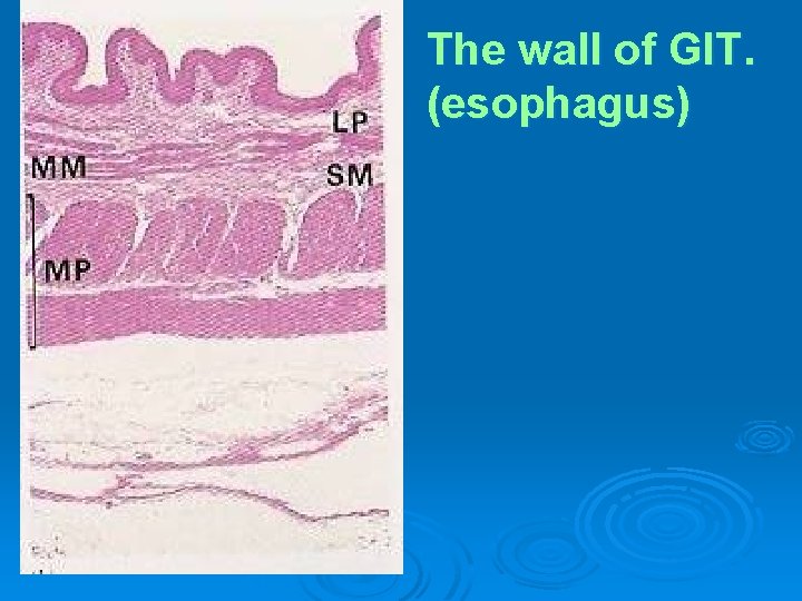 The wall of GIT. (esophagus) 