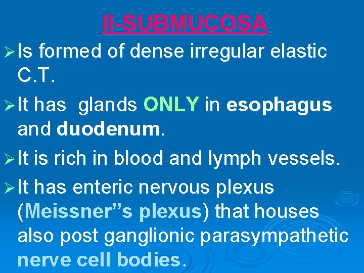 II-SUBMUCOSA Ø Is formed of dense irregular elastic C. T. Ø It has glands