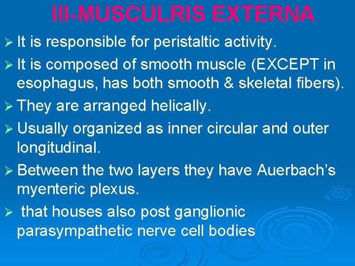III-MUSCULRIS EXTERNA Ø It is responsible for peristaltic activity. Ø It is composed of