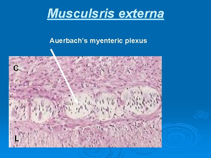 Musculsris externa Auerbach’s myenteric plexus 