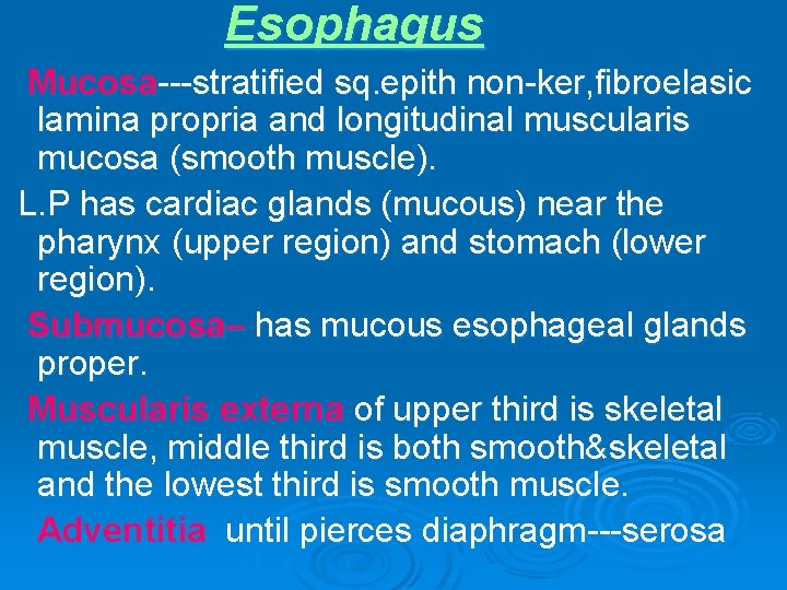 Esophagus Mucosa---stratified sq. epith non-ker, fibroelasic lamina propria and longitudinal muscularis mucosa (smooth muscle).