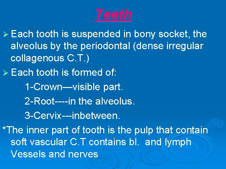 Teeth Ø Each tooth is suspended in bony socket, the alveolus by the periodontal