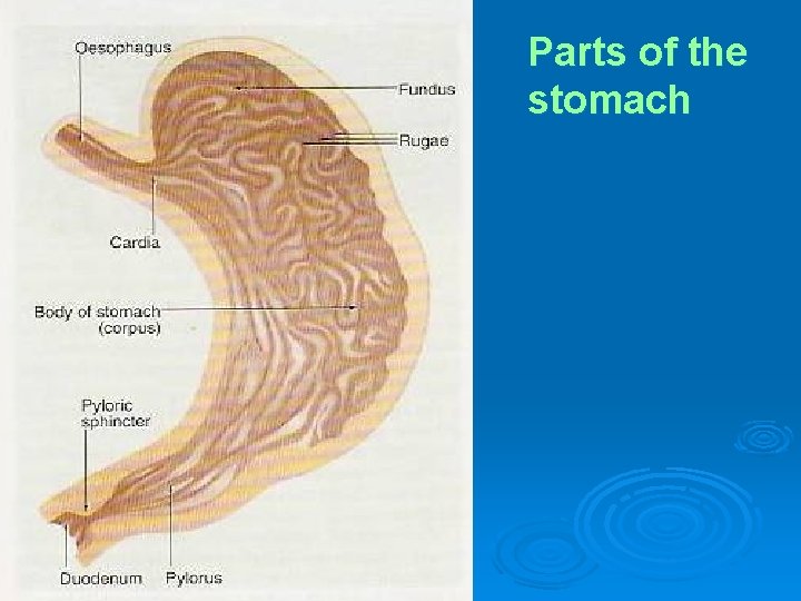 Parts of the stomach 