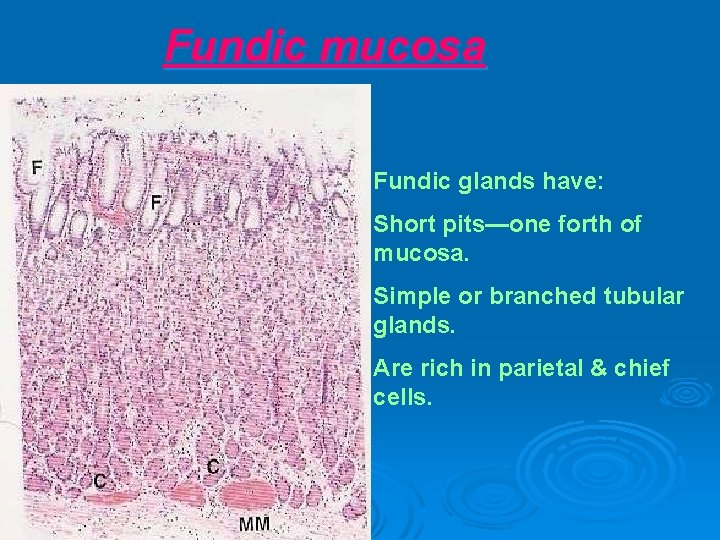 Fundic mucosa Fundic glands have: Short pits—one forth of mucosa. Simple or branched tubular