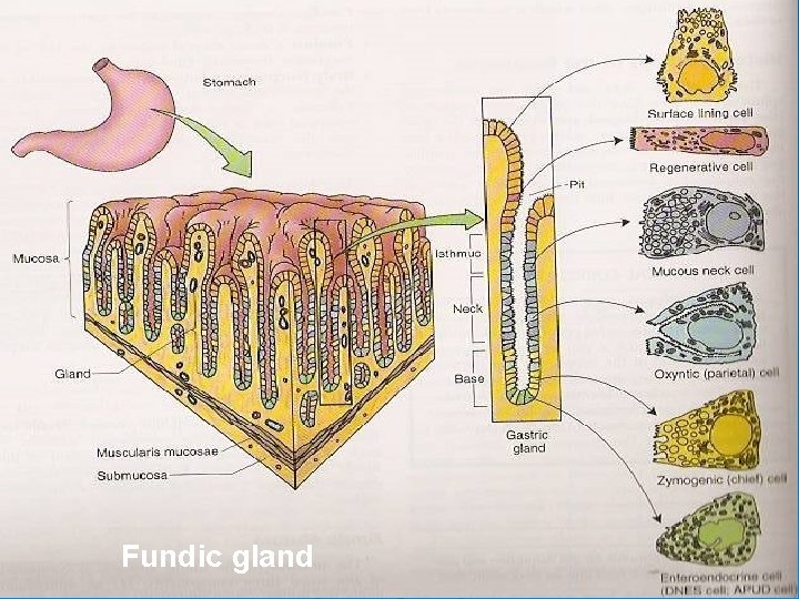 Fundic gland 