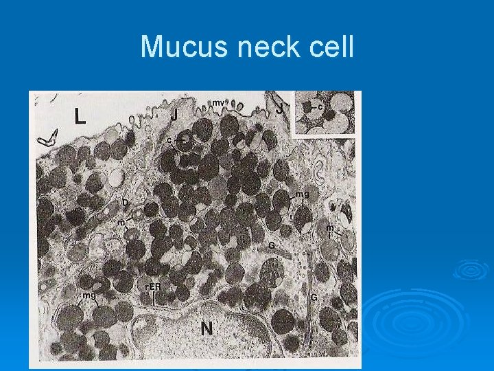 Mucus neck cell 
