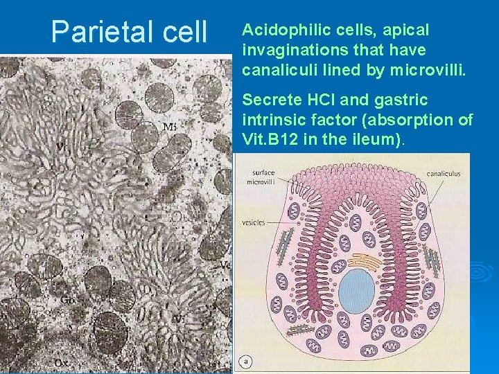 Parietal cell Acidophilic cells, apical invaginations that have canaliculi lined by microvilli. Secrete HCl