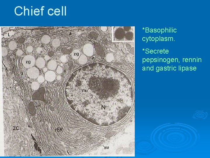 Chief cell *Basophilic cytoplasm. *Secrete pepsinogen, rennin and gastric lipase 