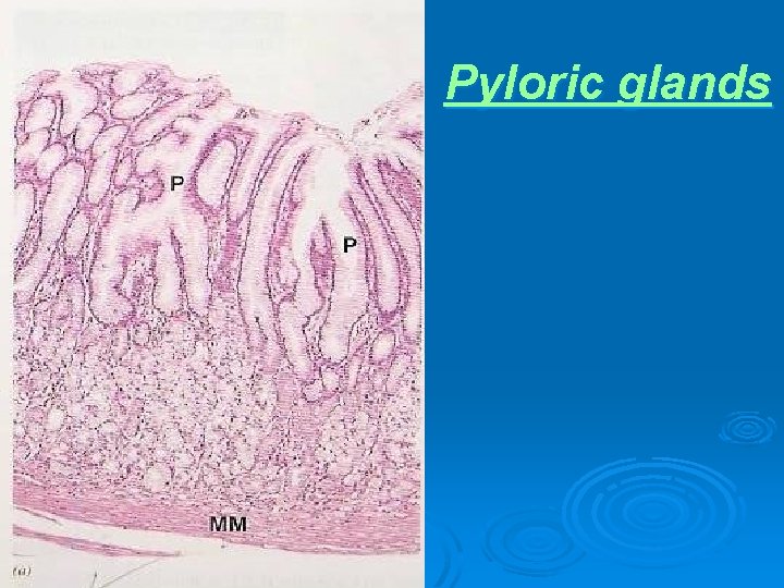 Pyloric glands 