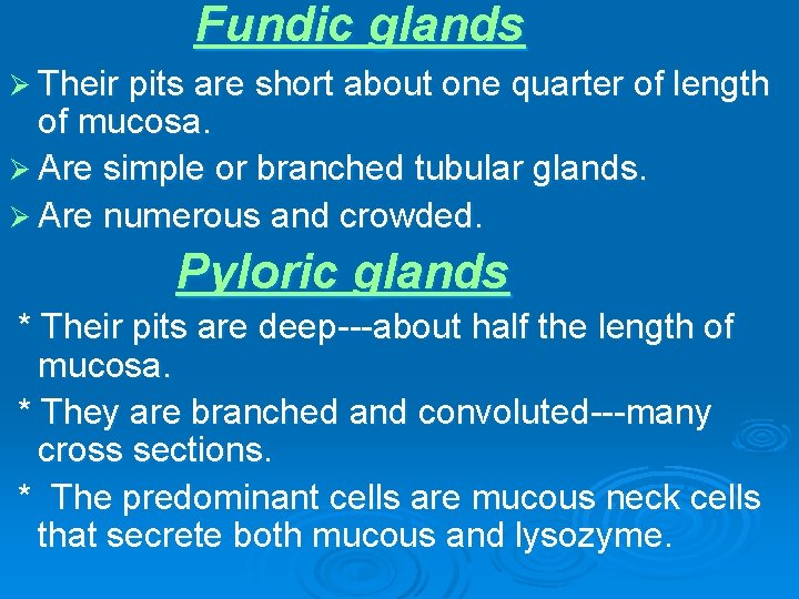 Fundic glands Ø Their pits are short about one quarter of length of mucosa.