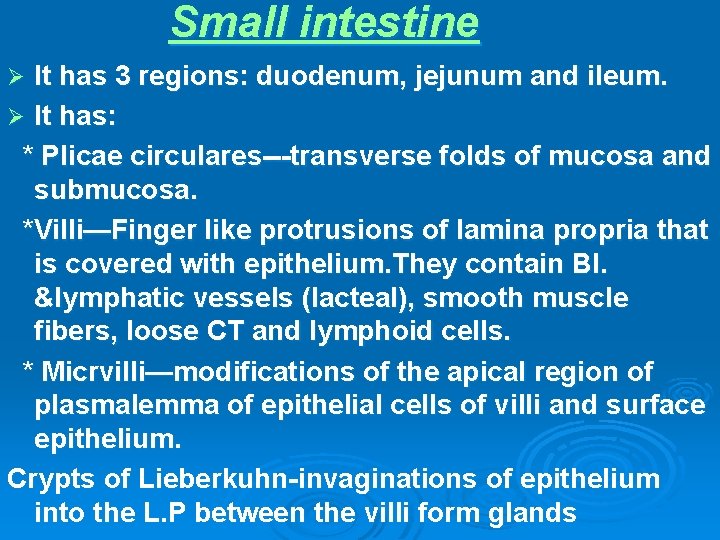 Small intestine It has 3 regions: duodenum, jejunum and ileum. Ø It has: *
