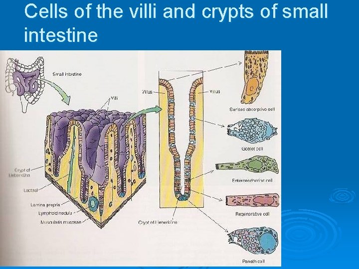 Cells of the villi and crypts of small intestine 