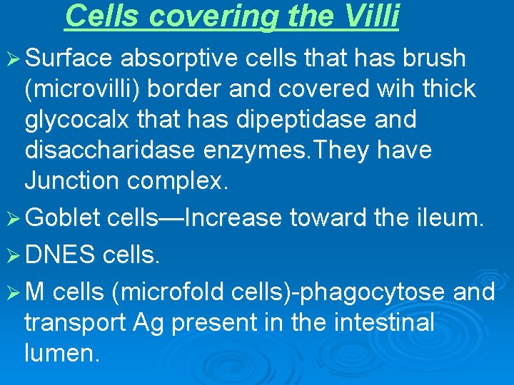 Cells covering the Villi Ø Surface absorptive cells that has brush (microvilli) border and