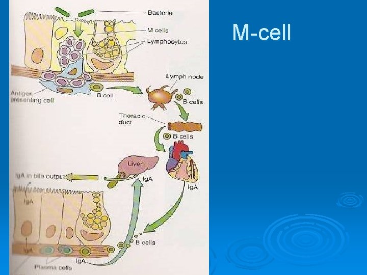 M-cell 