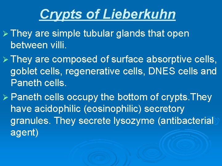 Crypts of Lieberkuhn Ø They are simple tubular glands that open between villi. Ø