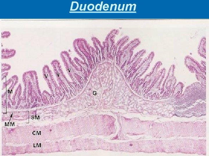 Duodenum 