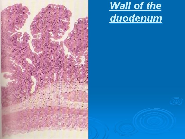 Wall of the duodenum 