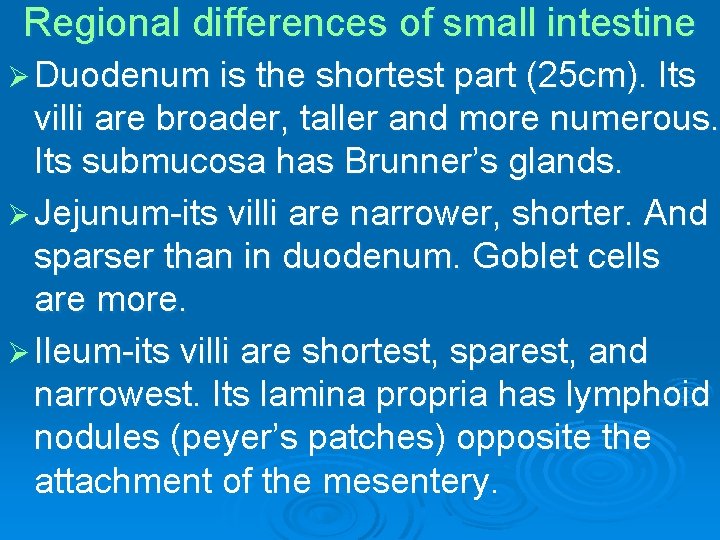 Regional differences of small intestine Ø Duodenum is the shortest part (25 cm). Its