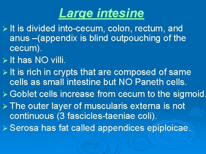 Large intesine Ø It is divided into-cecum, colon, rectum, and anus –(appendix is blind