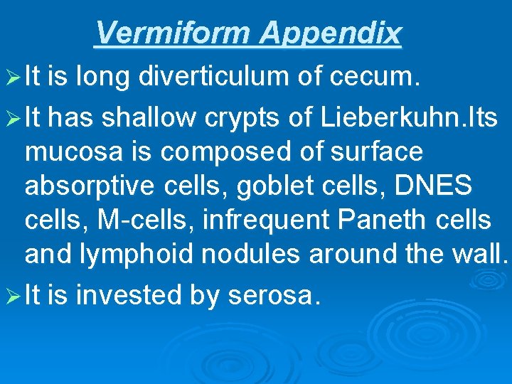 Vermiform Appendix Ø It is long diverticulum of cecum. Ø It has shallow crypts