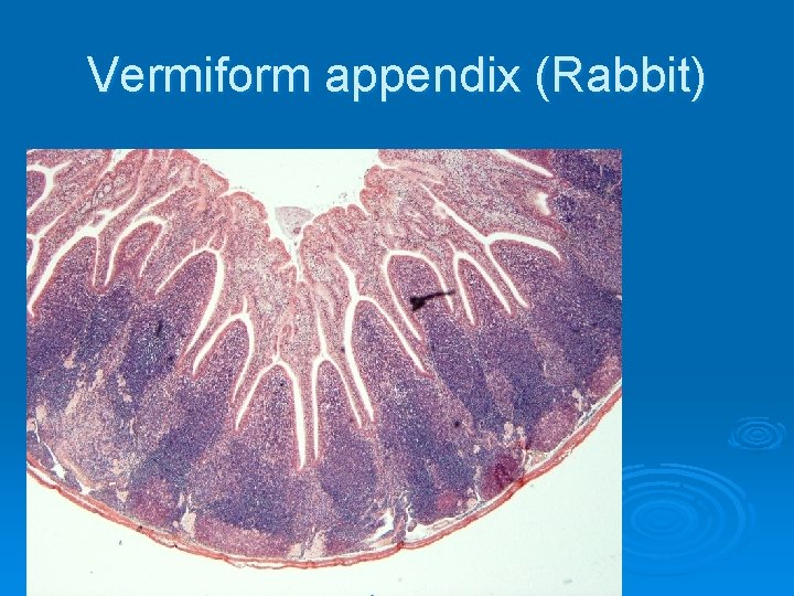 Vermiform appendix (Rabbit) 