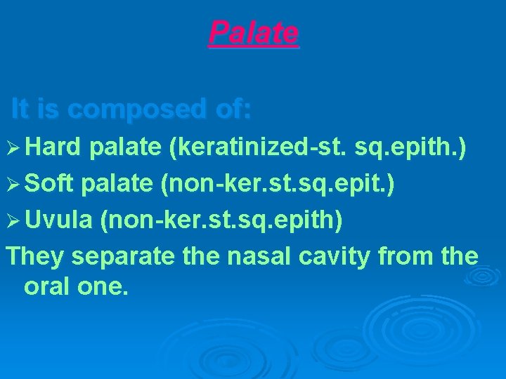 Palate It is composed of: Ø Hard palate (keratinized-st. sq. epith. ) Ø Soft