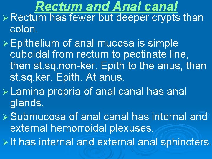 Rectum and Anal canal Ø Rectum has fewer but deeper crypts than colon. Ø
