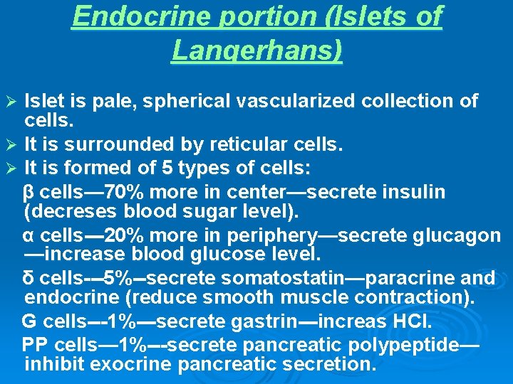 Endocrine portion (Islets of Langerhans) Islet is pale, spherical vascularized collection of cells. Ø