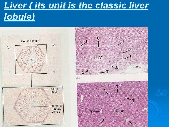 Liver ( its unit is the classic liver lobule) 