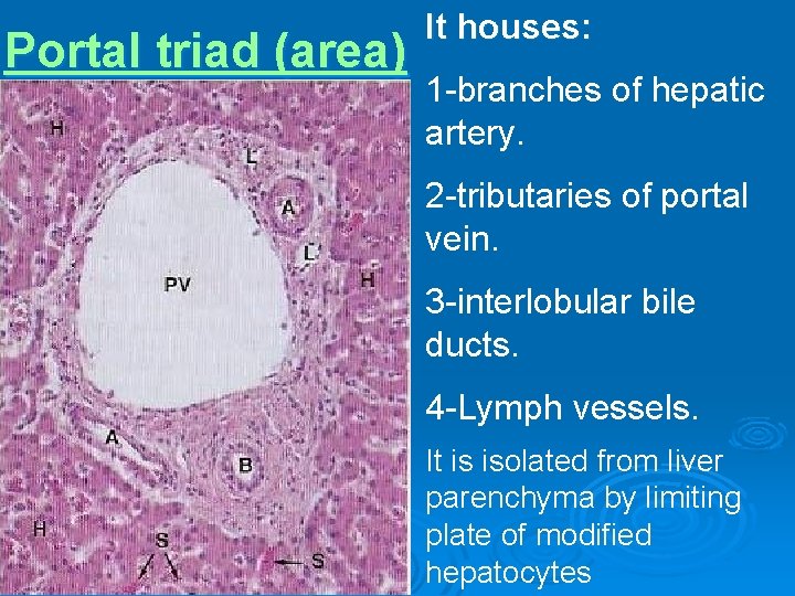 Portal triad (area) It houses: 1 -branches of hepatic artery. 2 -tributaries of portal