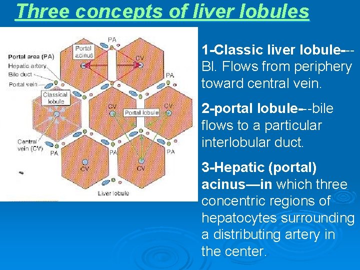 Three concepts of liver lobules 1 -Classic liver lobule--Bl. Flows from periphery toward central