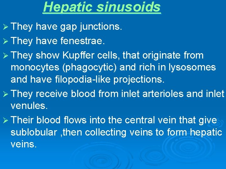 Hepatic sinusoids Ø They have gap junctions. Ø They have fenestrae. Ø They show