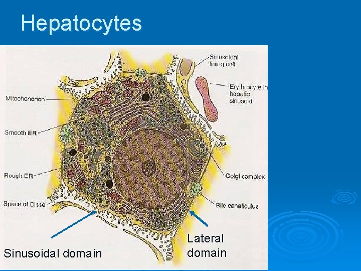 Hepatocytes Sinusoidal domain Lateral domain 