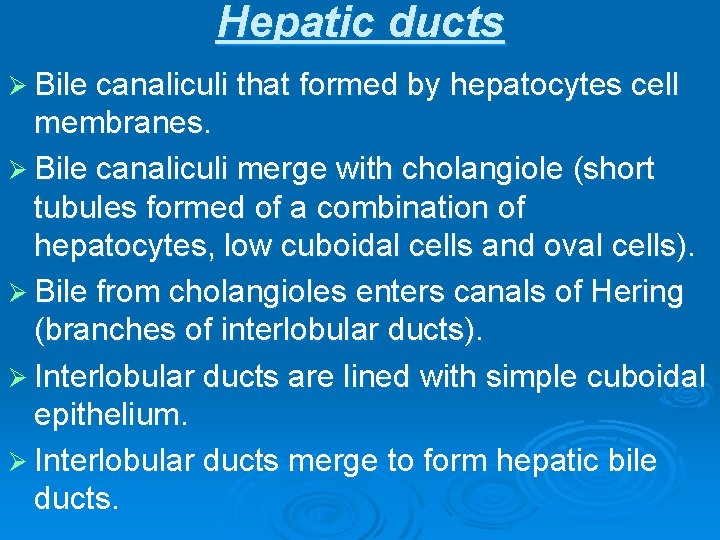 Hepatic ducts Ø Bile canaliculi that formed by hepatocytes cell membranes. Ø Bile canaliculi