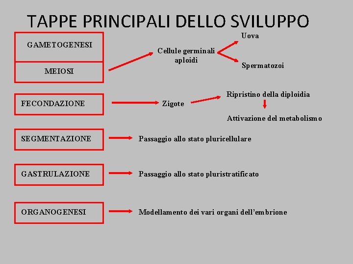 TAPPE PRINCIPALI DELLO SVILUPPO Uova GAMETOGENESI Cellule germinali aploidi MEIOSI Spermatozoi Ripristino della diploidia