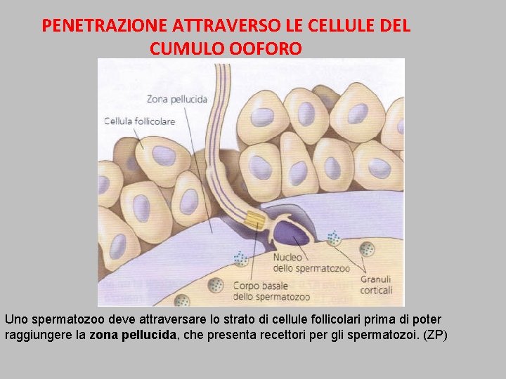 PENETRAZIONE ATTRAVERSO LE CELLULE DEL CUMULO OOFORO Uno spermatozoo deve attraversare lo strato di