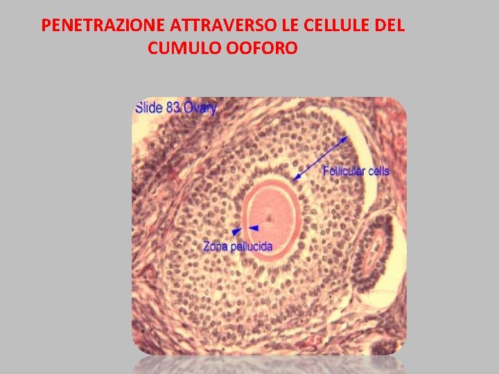 PENETRAZIONE ATTRAVERSO LE CELLULE DEL CUMULO OOFORO 