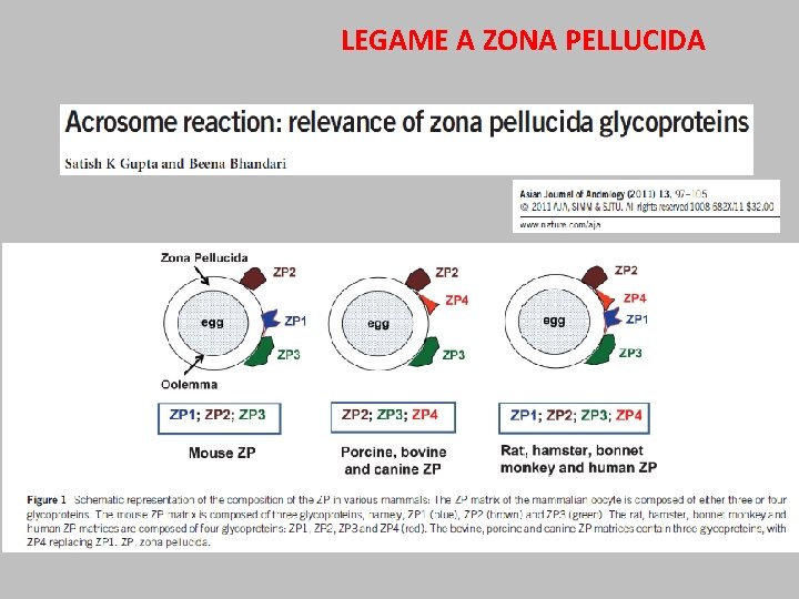 LEGAME A ZONA PELLUCIDA 